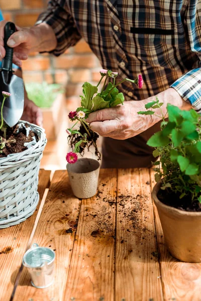 Vista recortada del hombre mayor sosteniendo la pala cerca del suelo mientras sostiene la planta - foto de stock