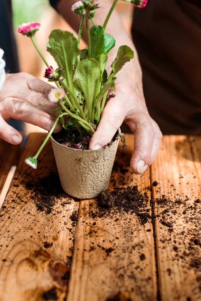 Cropped view of senior man planting green plant in flowerpot — Stock Photo