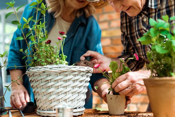 Cropped view of senior man standing near wife and touching plant — Stock Photo