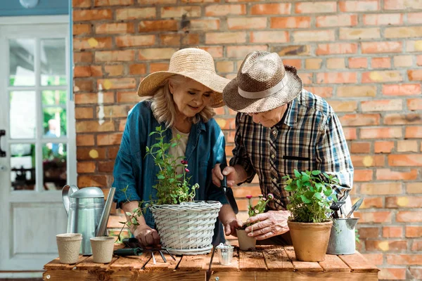 Hombre mayor de pie cerca de la esposa y tocar la planta mientras sostiene la herramienta de jardinería - foto de stock