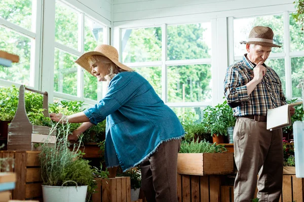 Selektiver Fokus einer Seniorin auf grüne Pflanzen in der Nähe eines nachdenklichen Mannes — Stockfoto