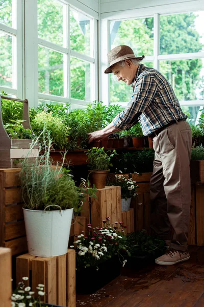 Selective focus of happy retired man standing and touching green leaves on plant — Stock Photo