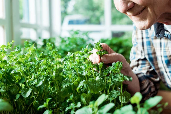 Vista cortada de homem aposentado feliz tocando folha verde na planta — Fotografia de Stock