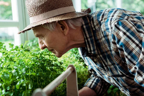 Selective focus of retired man in straw hat smelling green plants — Stock Photo