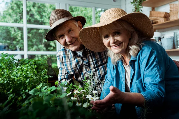 Селективный фокус веселого мужчины и женщины на пенсии, улыбающихся, глядя в камеру рядом с зелеными растениями — стоковое фото