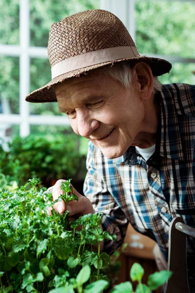 Селективное внимание счастливого пенсионера в соломенной шляпе, смотрящего на зеленые растения — стоковое фото