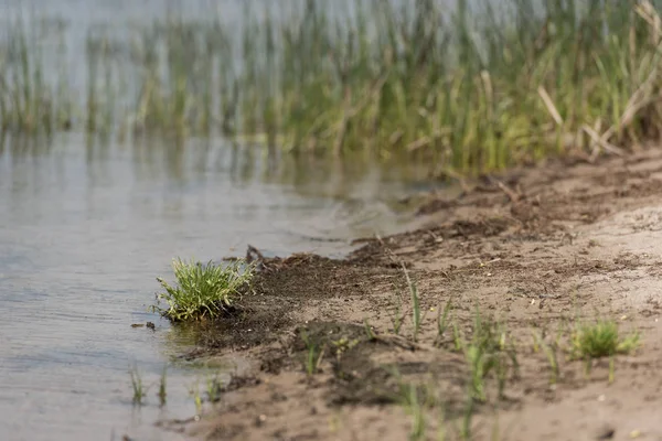 Enfoque selectivo de la costa del río arenoso con hierba verde - foto de stock