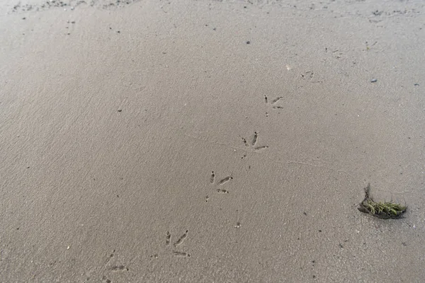 Vista superior de areia marrom texturizada com pegadas de pássaros — Fotografia de Stock