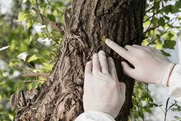 Vue partielle de l'écologiste en gants de latex touchant l'écorce d'arbre dans la forêt — Photo de stock