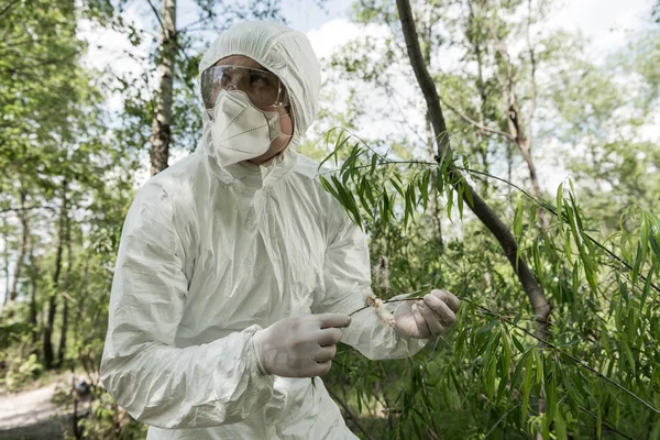 Ecologo in costume protettivo e respiratore che tocca le foglie degli alberi nella foresta — Foto stock