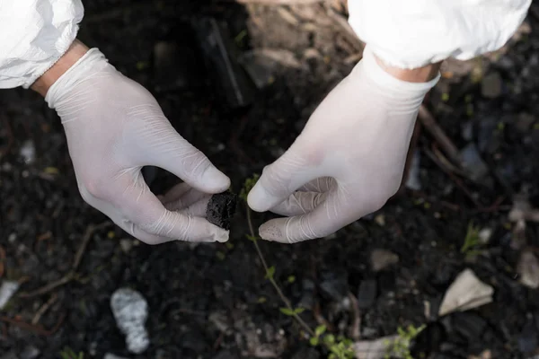 Vista cortada de ecologista em luvas de látex tocando planta — Fotografia de Stock