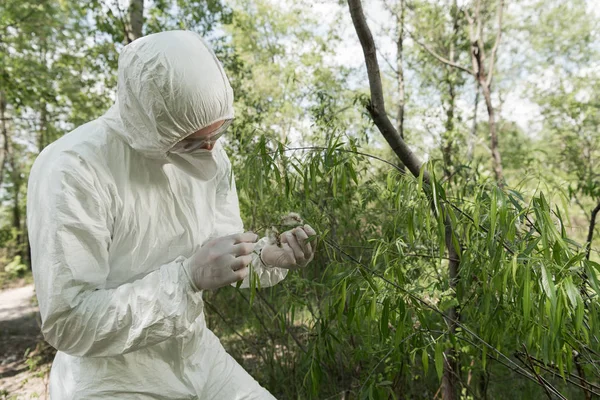 Ecologist in protective costume, respirator and goggles holding plant in forest — Stock Photo
