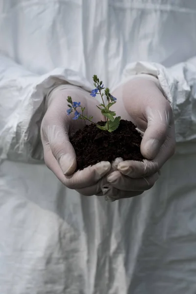 Partial view of ecologist in latex gloves holding handful of soil with dayflowers — Stock Photo
