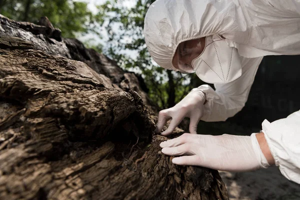 Ecologist in respirator, goggles and latex gloves touching tree bark — Stock Photo