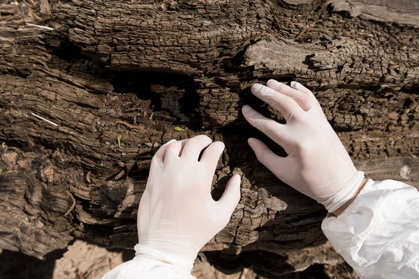 Частичный взгляд эколога в латексных перчатках, касающихся коры дерева — стоковое фото