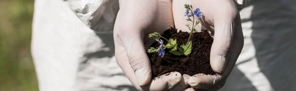 Plano panorámico de ecologista en guantes de látex sosteniendo puñado de tierra con flores diurnas - foto de stock