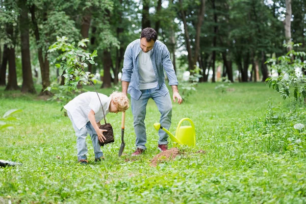 Син саджає розсаду в землю біля батька в парку — стокове фото