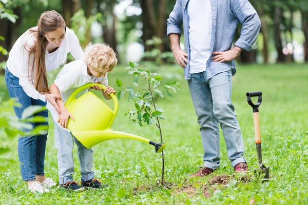 Mother helping son watering seedling in park near father — Stock Photo