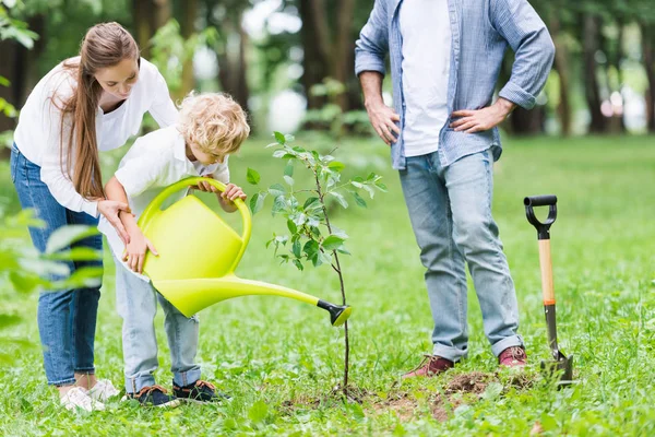 Madre ayudando a su hijo regar plántulas en el parque cerca del padre - foto de stock