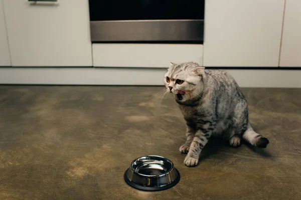 Scottish fold cat near bowl on floor yawning in kitchen — Stock Photo