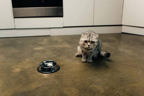 Scottish fold cat looking at camera near bowl on floor in kitchen — Stock Photo