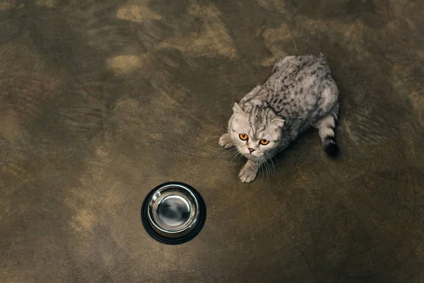 Top view of scottish fold cat lying near bowl on floor — Stock Photo