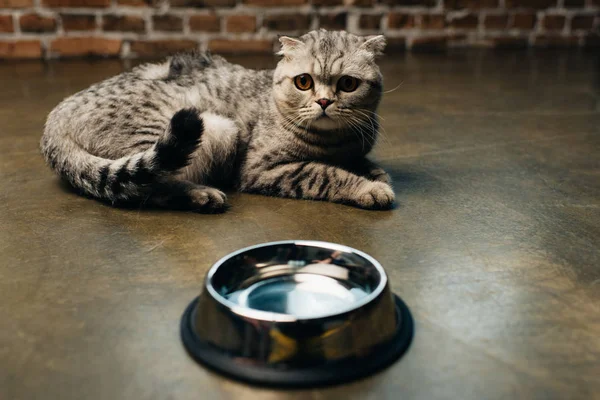 Adorable tabby grey scottish fold cat near bowl on floor — Stock Photo