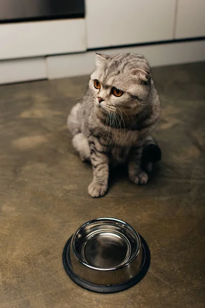 Entzückende gestromte graue schottische Faltkatze in der Nähe einer Schüssel auf dem Boden — Stockfoto