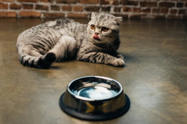 Adorable tabby escocés pliegue gato lamiendo nariz cerca bowl en piso - foto de stock