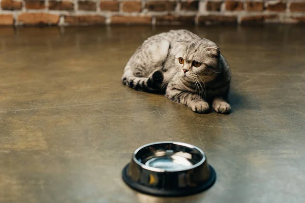 Adorable scottish fold cat lying near bowl on floor — Stock Photo