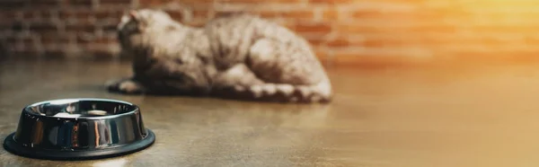 Tiro panorâmico de tigela de metal e gato no chão com luz solar — Fotografia de Stock