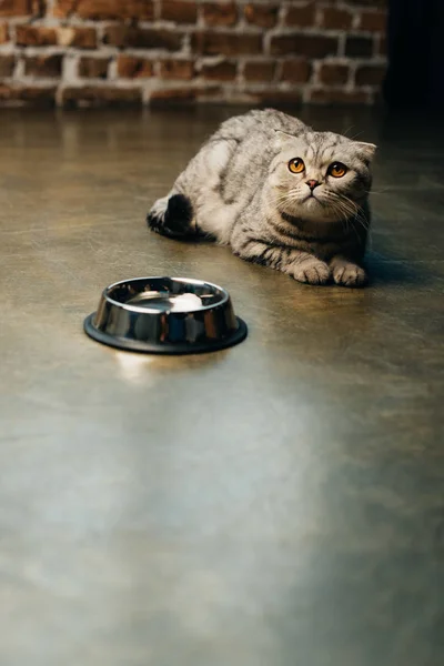 Cute scottish fold cat lying near bowl on floor with copy space — Stock Photo