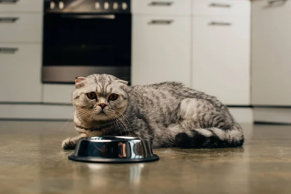 Adorable scottish fold cat near bowl on floor in kitchen — Stock Photo