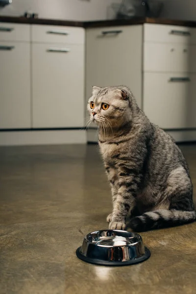 Шотландська висловуха кішка дивиться недалеко від чаші на підлозі в кухні — стокове фото