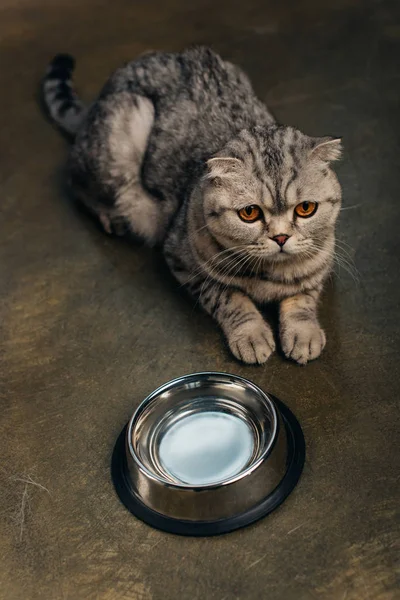 Carino scozzese piega gatto seduto vicino a ciotola di metallo sul pavimento — Foto stock
