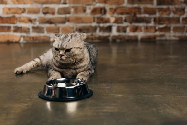 Шотландський складний кіт, що сидить біля металевої миски на підлозі з копіювальним простором — стокове фото