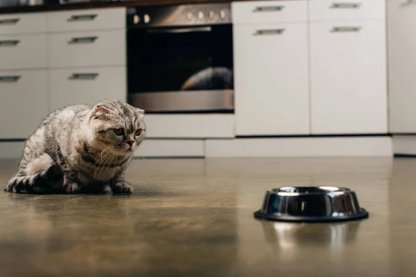 Скоттиш кот, сидящий на полу возле металлической чаши на кухне — стоковое фото