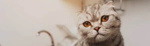 Panoramic shot of adorable grey scottish fold cat looking at camera — Stock Photo