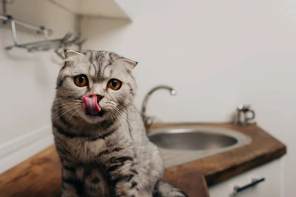 Милый серый шотландский складной кот сидит на кухонном столе и лижет нос — стоковое фото