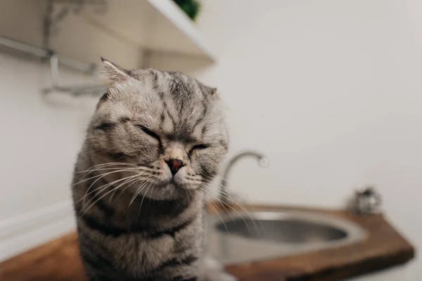 Foco seletivo de gato dobra escocês cinza bonito com os olhos fechados sentado na cozinha — Fotografia de Stock