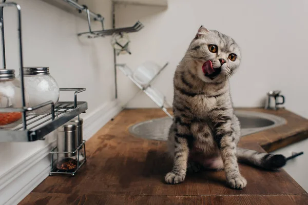 Cute grey scottish fold cat sitting on Kitchen Counter and licking nose — Stock Photo