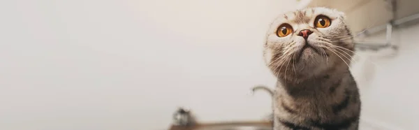 Панорамный снимок очаровательной серой шотландской складной кошки с копировальным пространством — стоковое фото