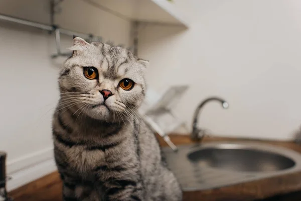Adorable scottish fold looking at camera in kitchen with copy space — Stock Photo
