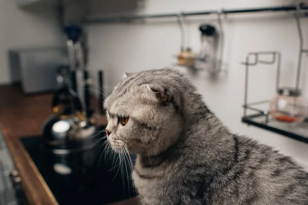 Селективное внимание очаровательной шотландской складной кошки, сидящей на кухне — стоковое фото