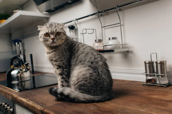 Entzückende graue schottische Faltkatze sitzt auf Küchentisch — Stockfoto