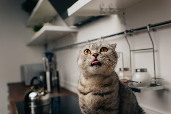 Niedliche graue schottische Faltkatze sitzt auf Küchentisch und streckt die Zunge heraus — Stock Photo