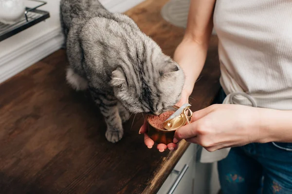 Vista ritagliata di giovane donna che dà grigio scozzese piega gatto cibo per animali in lattina — Foto stock