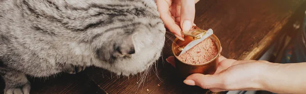 Colpo panoramico di giovane donna dando scozzese piega gatto cibo per animali in lattina — Foto stock