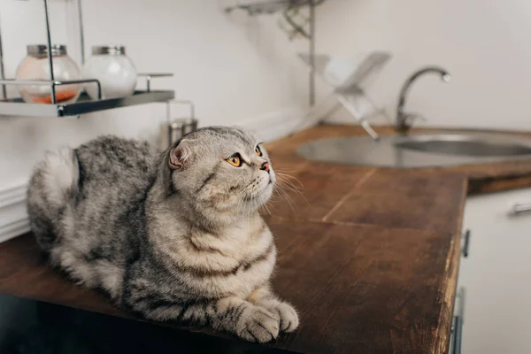 Милий сірий шотландський складний кіт лежить на кухонній стільниці — стокове фото