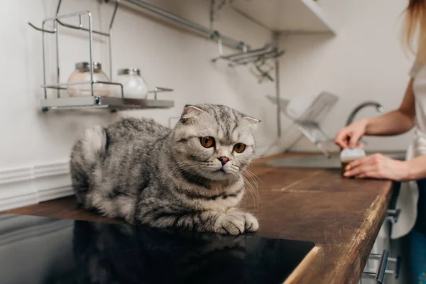 Vista cortada de abertura jovem mulher pode com pet food perto escocês dobra gato na cozinha — Fotografia de Stock